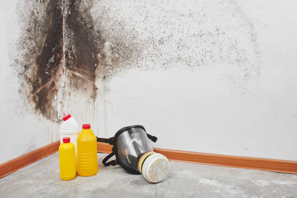 Best Professional Mold Removal  in Bowling Green, MD