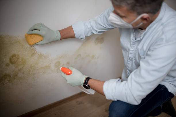 Best Mold Removal Specialists  in Bowling Green, MD