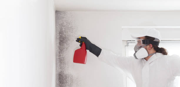 Mold Testing and Removal in Bowling Green, MD
