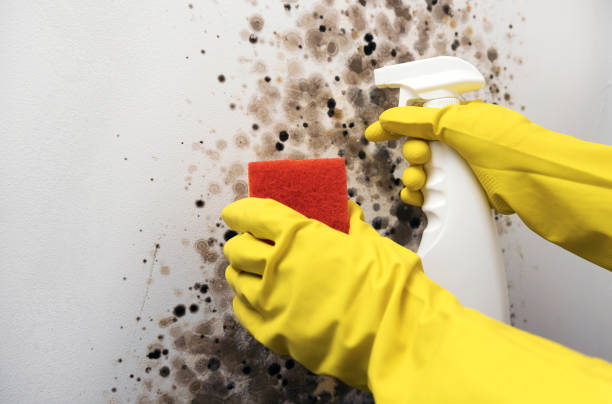 Best Home Mold Removal  in Bowling Green, MD