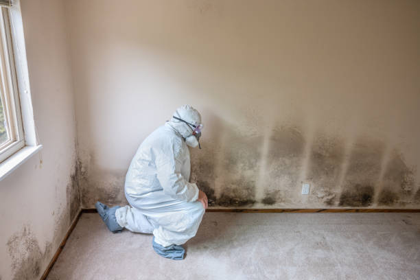 Best Mold Removal Company Near Me  in Bowling Green, MD