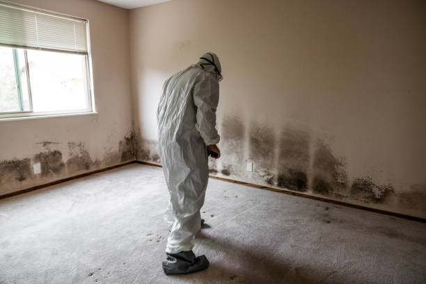 Mold Removal and Inspection in Bowling Green, MD