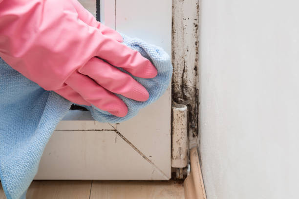 Best Commercial Mold Removal  in Bowling Green, MD