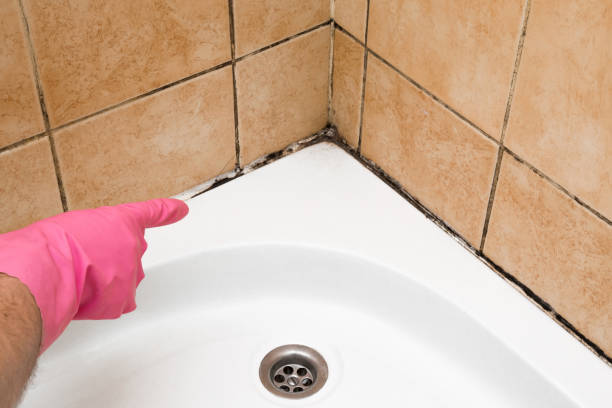 Best Mold Removal and Inspection  in Bowling Green, MD